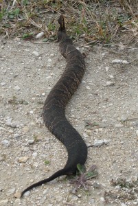 Agkistrodon piscivorus conanti Florida Cottonmouth Snake (1)
