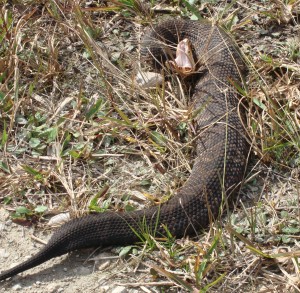 Agkistrodon piscivorus conanti Florida Cottonmouth Snake (2)