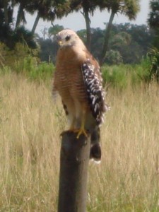 Buteo lineatus Red-shouldered Hawk