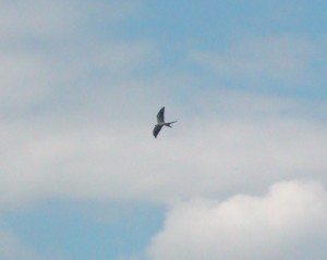 CS Elanoides forficatus American Swallow-tailed Kite (1)