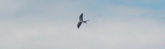 Swallow tailed Kites