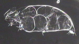 Exuvia with Eggs.tif